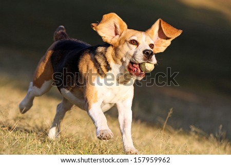 Happy beagle dog running and jumping in park with ball in mouth