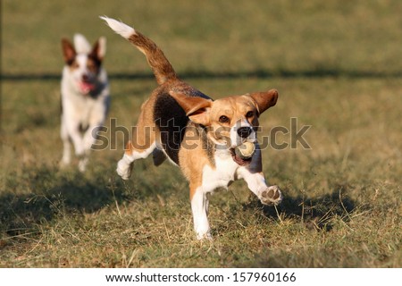 Happy beagle dog running and jumping with ball in mouth