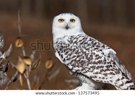 Snowy Owl sits on perch and stares into the camera. Room for text next to the owl.