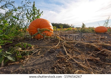 A giant pumpkin shown in the pumpkin patch with vines splayed across the ground still clinging to the pumpkin stem