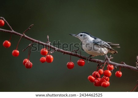 Similar – Image, Stock Photo Ruffled Nuthatch