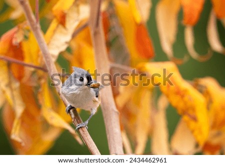 Similar – Image, Stock Photo Ruffled Nuthatch