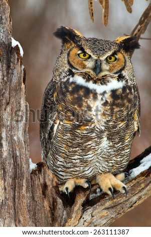 Great Horned Owl sits on a snow covered tree branch in this winter scene.