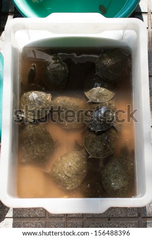 Freshwater turtle (pet) for sell in fresh market.