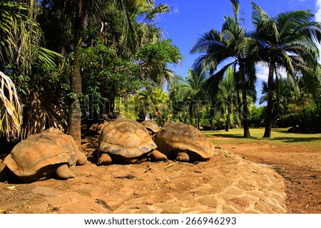 Three giant turtles (Dipsochelys gigantea) sleeping under the palm tree in tropical park in Mauritius