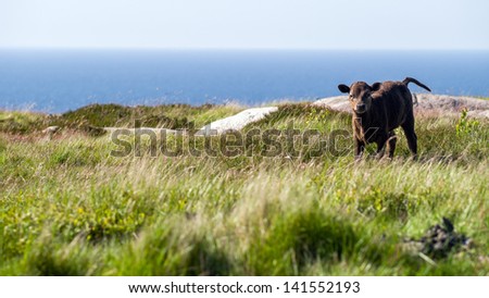 Bull Scottish highland cattle calf at coastal cliffs acting aggressive
