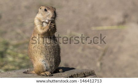 Prairie dog (Cynomys) appears to be hushing. -\