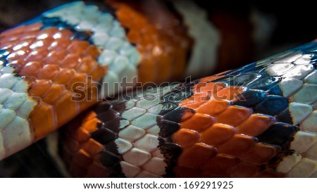 Scales of a sinaloan milk snake (Lampropeltis triangulum sinaloae)