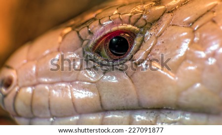 Pink tongued skink (Hemisphaeriodon gerrardii) eye