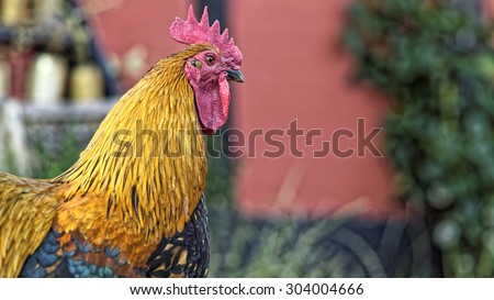 Danish Country Hen Rooster\'s head and neck seen from the side. The Danish Country Hen is an very old danish breed, probably the last genuine Country Hen Breed in Europe.