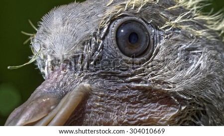 Eye of a very young common wood pigeon (Columba palumbus) which has just left the parental nest