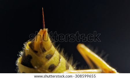 Stinger from a Common european wasp