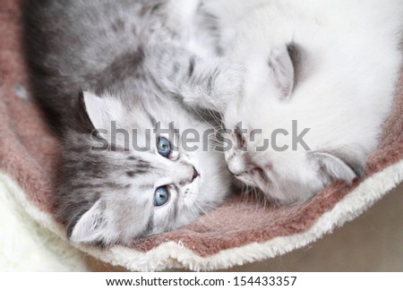puppies of siberian cat on the scratching post, sisters