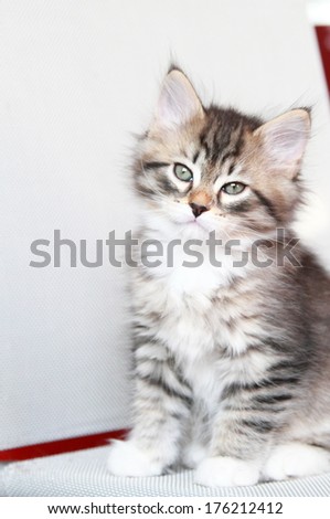 brown kitten of siberian breed at two months