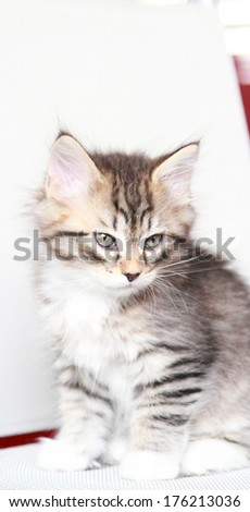 brown kitten of siberian breed