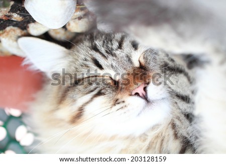 sweet dreams for a tender kitten, siberian breed