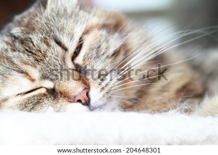 brown  cat of siberian breed, female tricolor