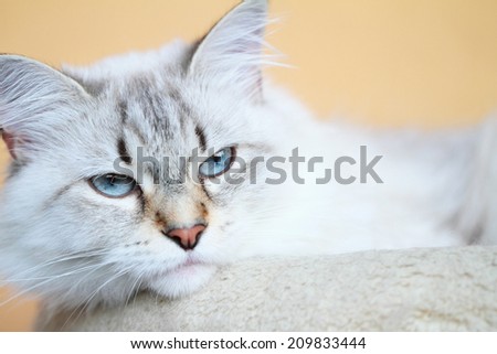 siberian cat breed white female