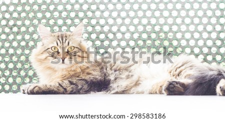siberian cat, male brown version at one year, on the balcony