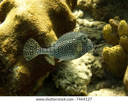 A Spotted Trunkfish in the Carribean Sea off the Island of Bonaire, Netherlands Antilles