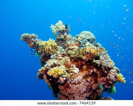 A colourful bouquet of coral in the Red Sea, Egypt