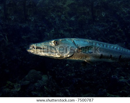Barracuda showing sharp teeth in the Caribbean Sea off Saba, Netherlands Antilles