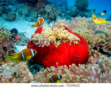 A great number of clownfish over a beautiful red  anemone in the Red Sea, Egypt