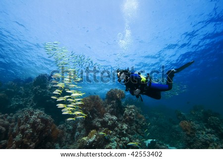 Female diver and Goatfish over a beautiful coral reef in the Red Sea, Egypt