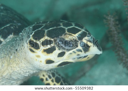 Close-up of a sea turtle in the Caribbean Sea