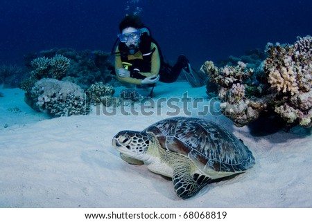 Green Turtle and female scuba diver in the Red Sea