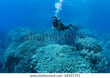 Female diver hovering over huge corals in the Red Sea, Egypt