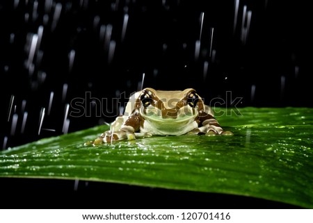 milk frog in the rain
