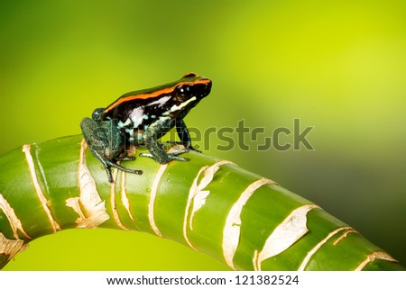 a poison dart frog