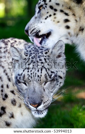 A tender moment between a female and male snow leopards