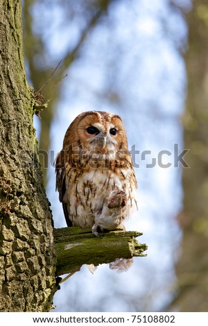 A Tawny Owl in a tree