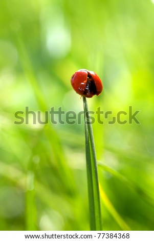 Ladybird about to fly off