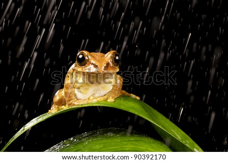 Peacock tree frog in the night rain