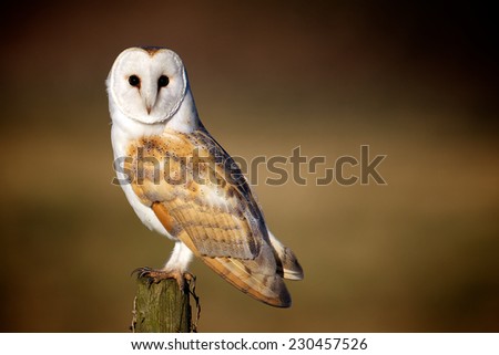 Barn Owl on a fence post