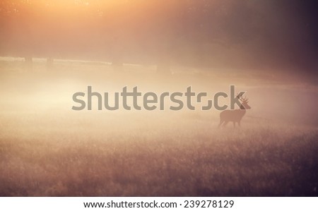 in to the mist, a red deer stag walking off into the morning mist