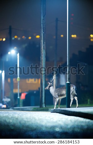 Urban Fallow Deer Wild deer rooming around the streets of a UK housing estate at night
