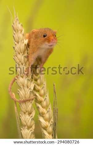 A cute harvest mouse climbing on wheat isolated on a coloured background