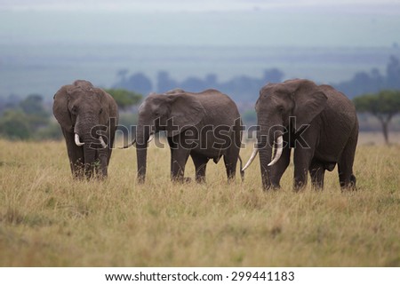 Three Large elephants walking