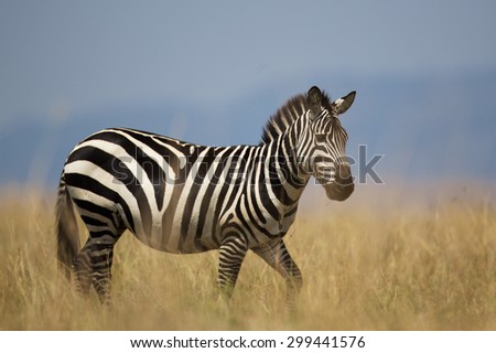 Single zebra in the long grass