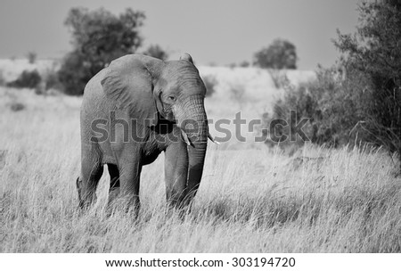 Elephant in black and white mono