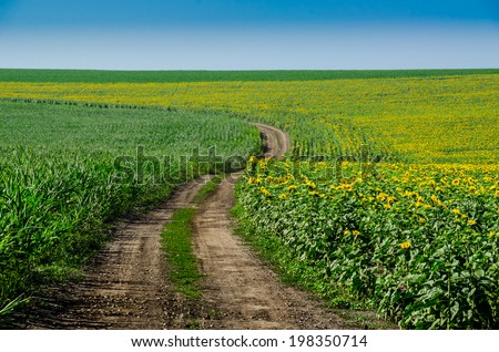 Country road top view -Sunflowers field dirty country road