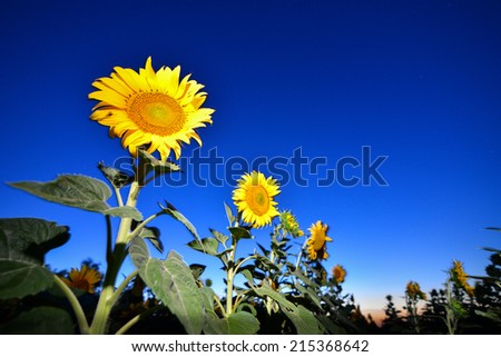 Sunflowers on night - with stars sky space