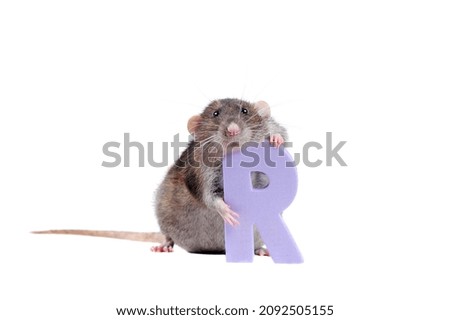 Dark brown rat holding the letter R as a rat symbol Stock fotó © 