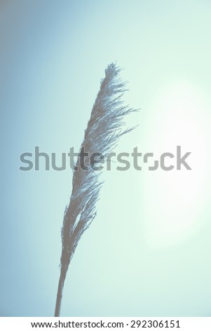 Grass flower with clear background in white and green gradient tone with soft light, filter style