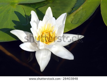 water-lily close-up on dark water