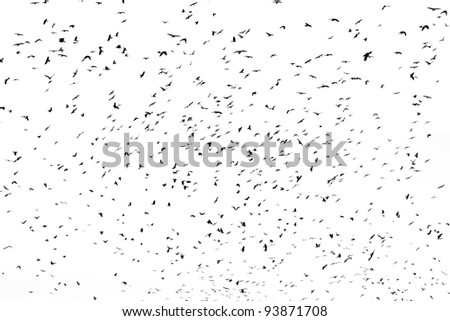 large flock of crows isolated on white